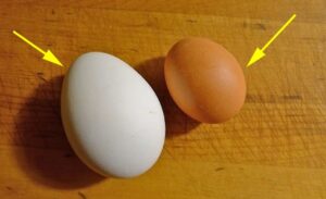 Trứng gà vỏ trắng và vỏ nâu, loại nào bổ hơn? 2 trung ga vo trang va vo nau loai nao bo hon 174236
