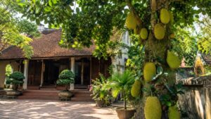 vi sao nguoi xua kieng trong cay mit truoc nha khong chi la chuyen phong thuy 094301