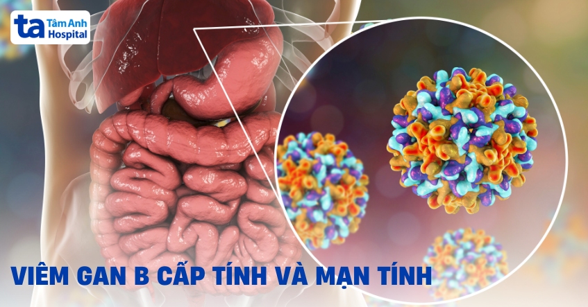 Viem Gan B Cap Tinh Va Man Tinh